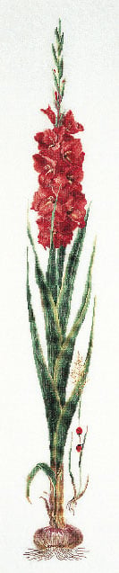 Glaïeuls - Rouge - Aida