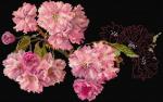 Blossom - Noir