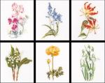 Six Floral Studies II - Aida