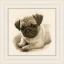 Pug Dog