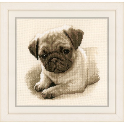 Pug Dog