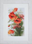 Red Poppies