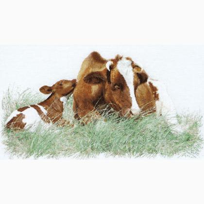 Red Cow - Aida