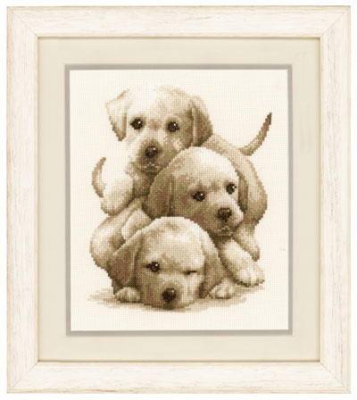 Chiots de Labrador