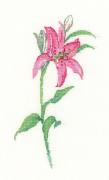 Pink Lily