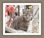 Bobcat Mischief