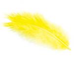 Plumes - Jaune