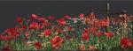 Poppies - Noir