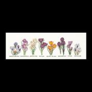 Crocus Panel - Aida