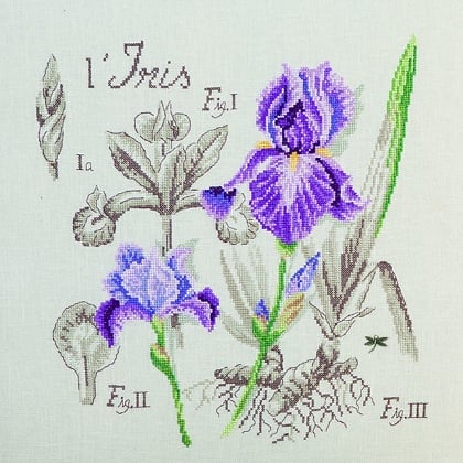 Étude à l\'Iris - Lin
