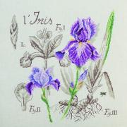 Étude à l'Iris - Lin