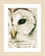 Hibou Blanc