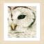 Hibou Blanc