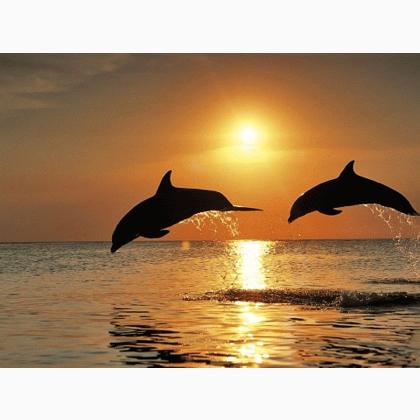 Playing Dolphins