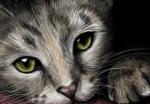 Cats Eyes