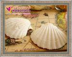 Seashells on the map