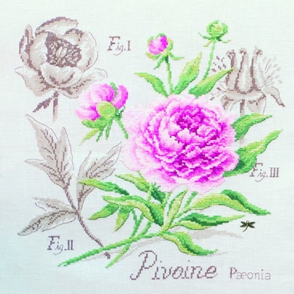Étude à la Pivoine - Lin