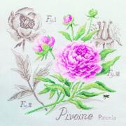 Étude à la Pivoine - Lin