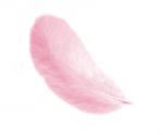 Plumes 12 cm: Rose
