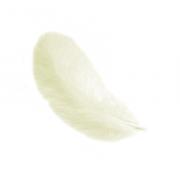 Plumes 12 cm: Jaune clair