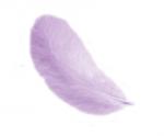 Plumes 12 cm: Lilas