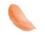 Plumes 12 cm: Orange