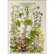 Wild Herbs