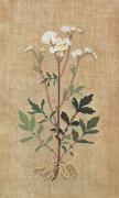 Common Herb