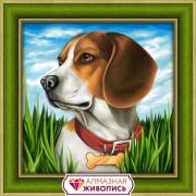 Beagle