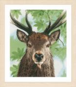 Proud Red Deer