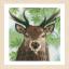 Proud Red Deer
