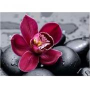 Royal Orchid