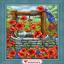 Poppy Field