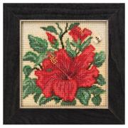 Hibiscus
