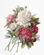 The Peonies