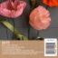 Kit Coquelicot de papier crépon