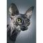 Dark Sphynx Cat