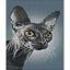 Dark Sphynx Cat