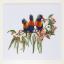 Lorikeets