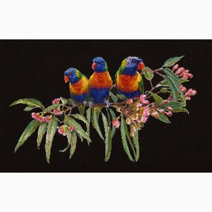 Lorikeets - Noir