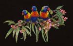 Lorikeets - Noir