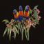 Lorikeets - Noir
