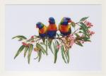 Lorikeets - Lin