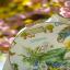 Printemps dans le jardin