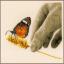 Main & papillon