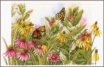 Echinacée et papillons