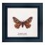 Emperor moth