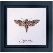 Sphinx moth