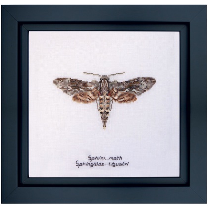 Sphinx moth