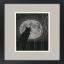 Chat de lune noir